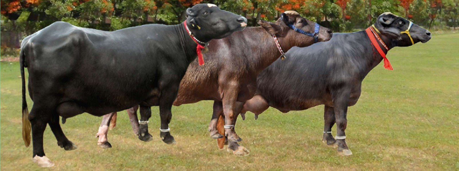 Nili-Ravi buffaloes